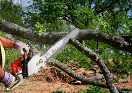 Fair Plain, MI Tree Removal and Landscaping Services Company